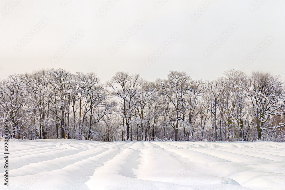 Fototapeta premium Deep snow drapes the furrows of a ploughed field below a long line of frosted bare winter trees