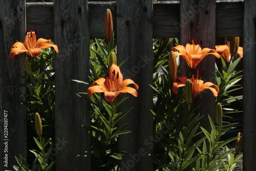 Obraz na plátně Orange Lillies Intertwined with Wood Slat Fencing