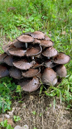 Dense cluster scaly inkcap mushrooms Coprinopsis species emerging from suburban lawn soil during fall in the American Midwest - Kansas Wild Mushrooms