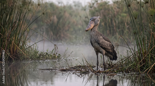 A motionless sentinel in the misty marshlands. The shoebill stork stands like a living relic from a prehistoric era, patiently watching over the quiet wetland waters.