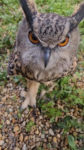 Eurasian Eagle Owl Looking Directly at the Camera Outdoor Close