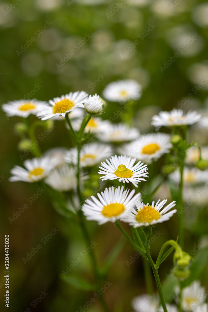 Fototapeta premium Delicate white daisy fleabane flowers with yellow centers blooming against a softly blurred green background.