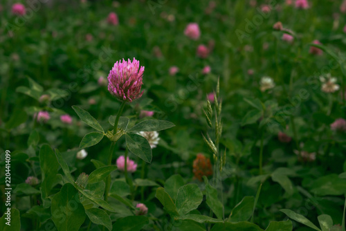 Big pink blooming clover in green summer field. Botanical background. Fresh grass. Nature image. Dense bright foliage. Floral image. Wildflower. Medicinal plant blossom. Evening meadow. Close up photo