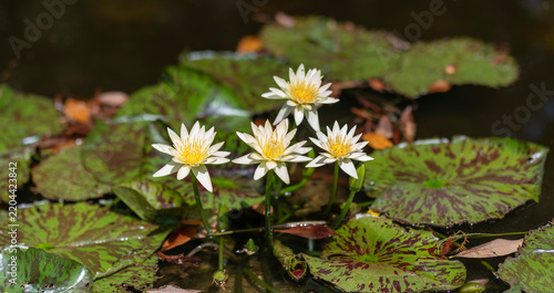 Flowering Nymphaea lily. Lily blossom. Blooming waterlily aquatic flower growing in water. Lilies flower in nature. Summer nature. Elegant flowering lily with leaves. Flower of Nymphaea waterlily