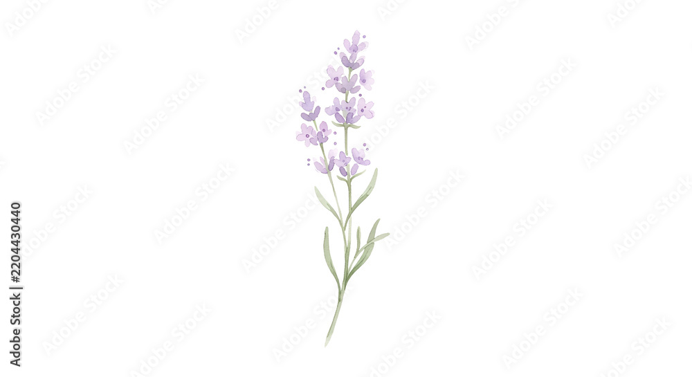 Obraz premium Lavender - 1