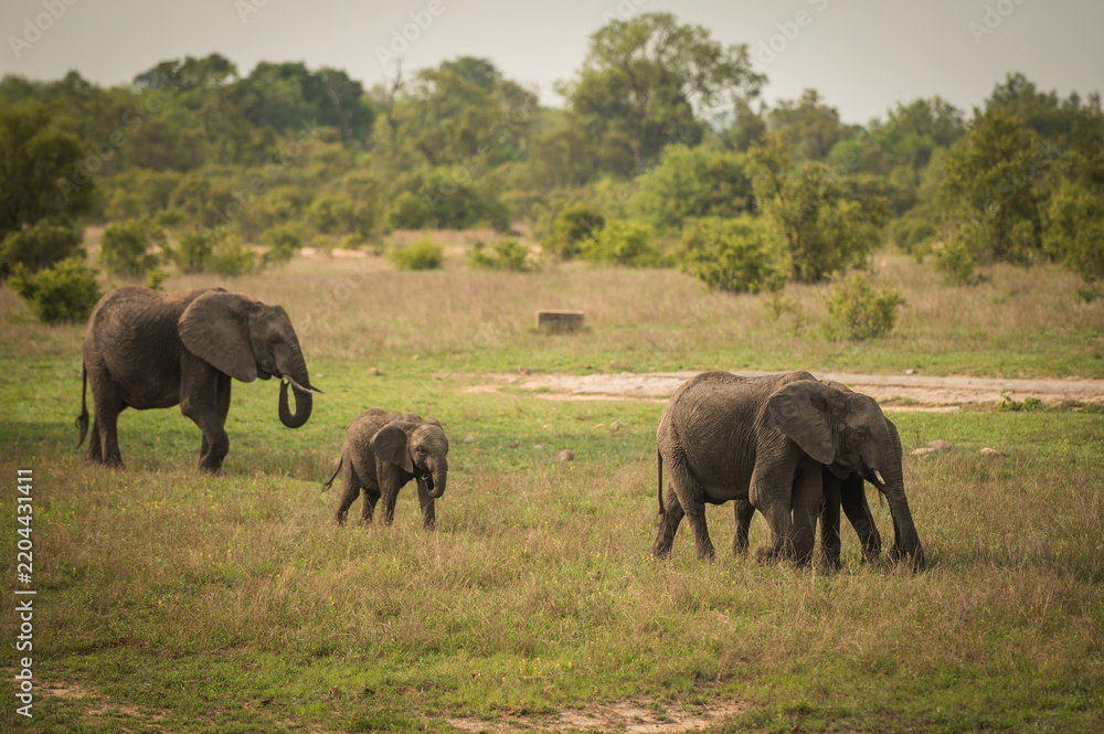Fototapeta premium Baby elephants along the roadside near the Berg-en-Dal Rest Camp. Kruger National Park, South Africa.