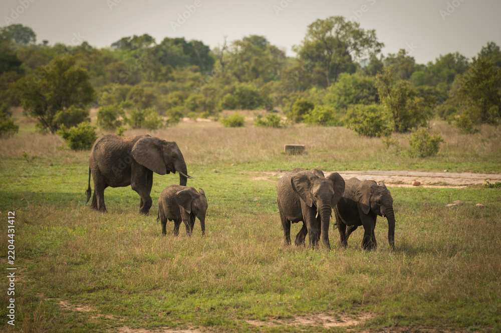 Obraz premium Baby elephants along the roadside near the Berg-en-Dal Rest Camp. Kruger National Park, South Africa.