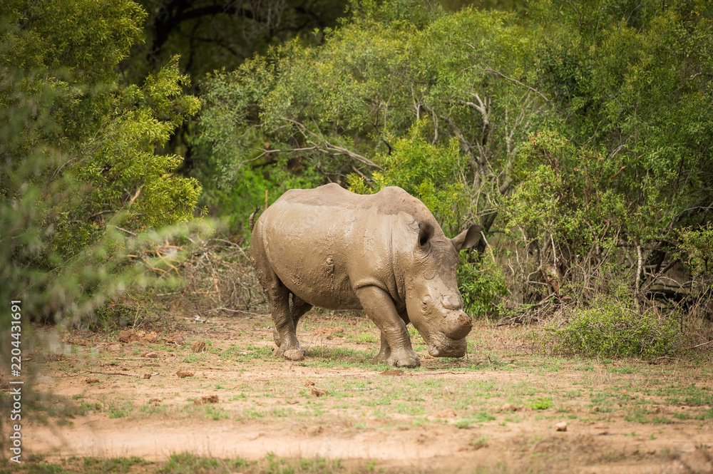 Obraz premium A mud covered Rhinoceros with sawed off horns. Near the Skukuza Rest Camp. Kruger National Park, South Africa.