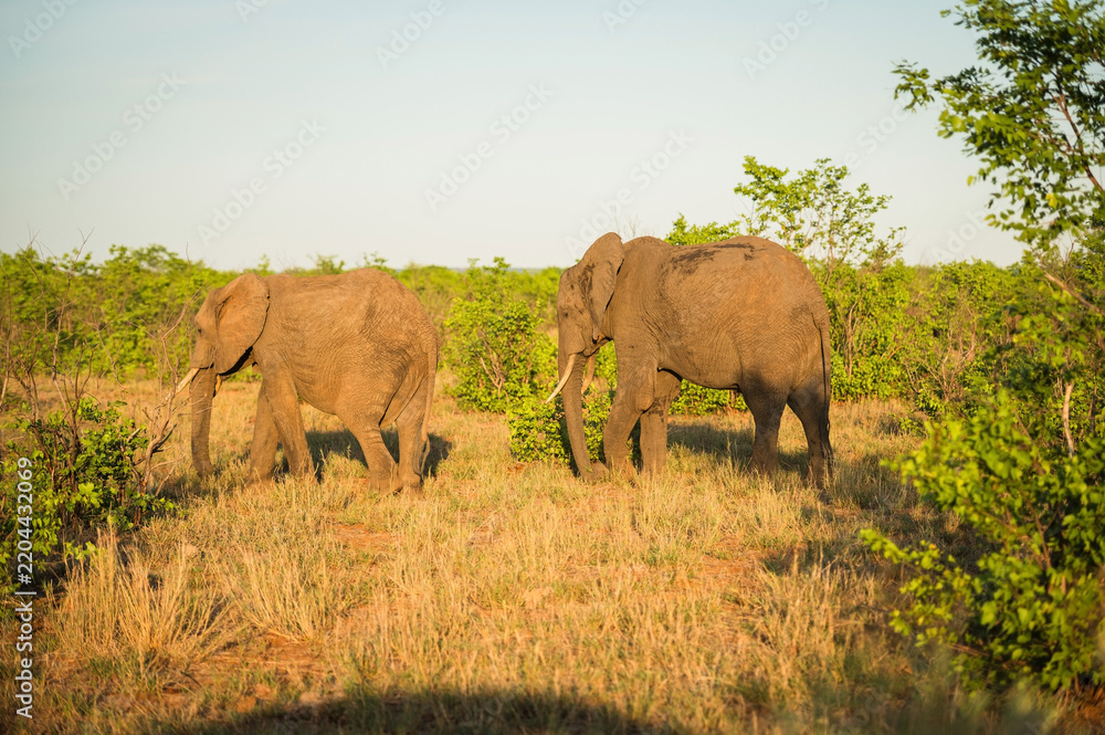 Obraz premium Elephants at sunset near the Letaba Rest Camp. Kruger National Park, South Africa.