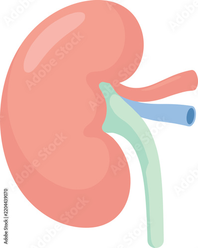 Flat Icon of a Stylized Human Kidney with Blood Vessels