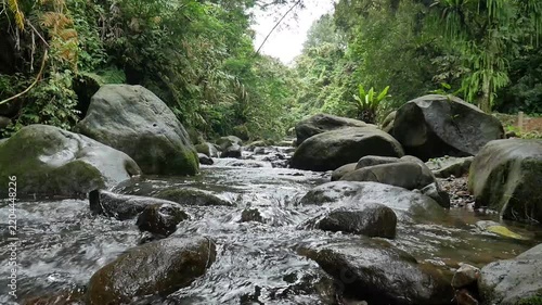 Natural Fresh Water Stream Flowing Through Green Woods
