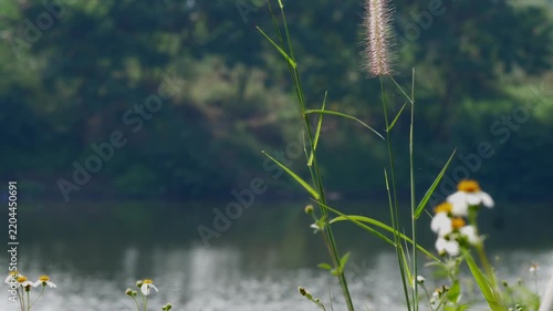 Fountain Grass Growing near River Swaying in Gentle Breeze