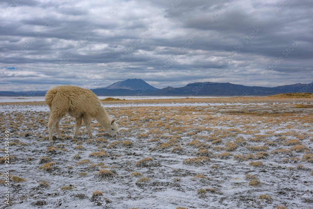 Fototapeta premium Arequipa, Peru - September 9, 2026: Llamas at the Salinas Lagoon in the Salinas and Aguada Blanca National Reserve in Arequipa, Peru.
