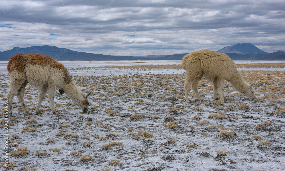Fototapeta premium Arequipa, Peru - September 9, 2026: Llamas at the Salinas Lagoon in the Salinas and Aguada Blanca National Reserve in Arequipa, Peru.