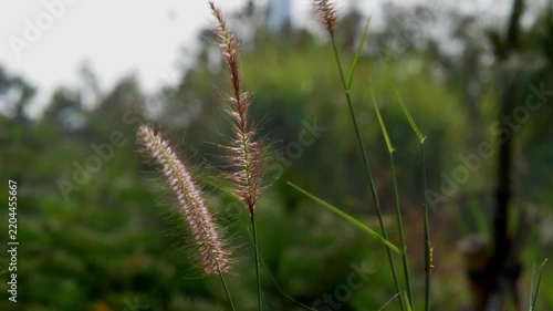 Wild Grass Plant Growing on Riverbank Outdoors in Daylight
