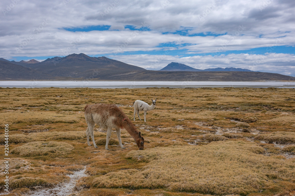 Fototapeta premium Arequipa, Peru - September 9, 2026: Llamas at the Salinas Lagoon in the Salinas and Aguada Blanca National Reserve in Arequipa, Peru.