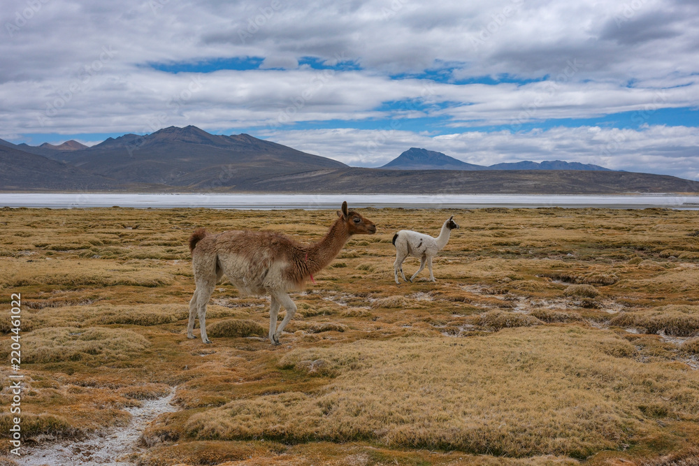 Obraz premium Arequipa, Peru - September 9, 2026: Llamas at the Salinas Lagoon in the Salinas and Aguada Blanca National Reserve in Arequipa, Peru.