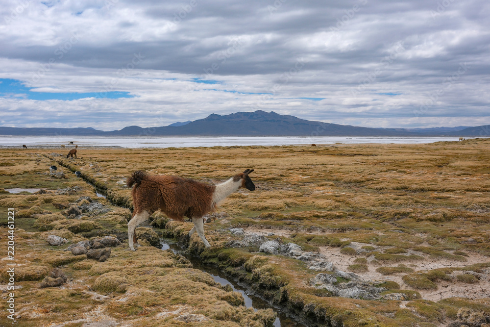 Fototapeta premium Arequipa, Peru - September 9, 2026: Llamas at the Salinas Lagoon in the Salinas and Aguada Blanca National Reserve in Arequipa, Peru.