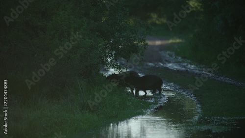 brown bear swimming in river in wilderness