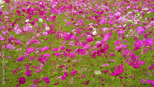 Field of pink and white cosmos flowers in full bloom swaying gently in the breeze
