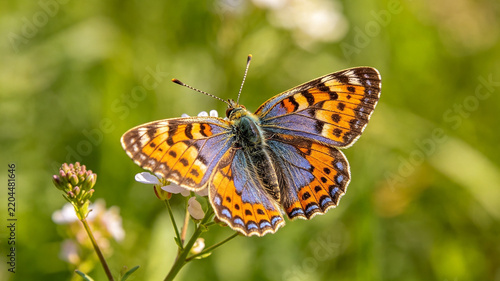 butterfly on flower