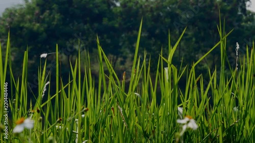 Fresh Green Grass Blades Swaying Gently in the Wind
