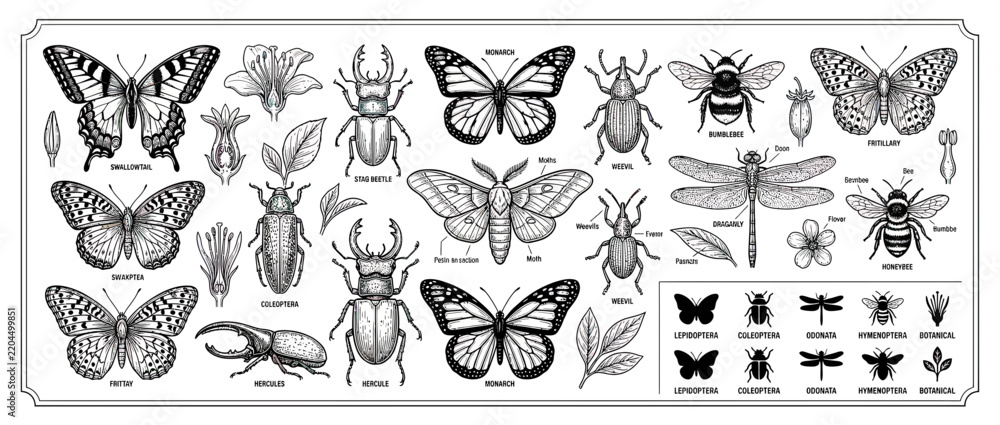 Obraz premium Vintage Insect Illustrations Collection Isolated