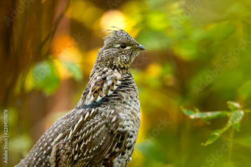 Male ruffed grouse is perched on the green mossy log in the woodland with dense autumn green, yellow and red foliage.