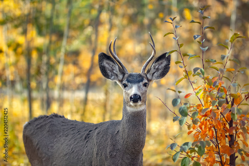 Buck Mule deer with antlers is in the backyard in yellow and red fall foliage eating branches of young fruit tree.