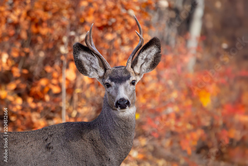 Portrait of a buck Mule deer with antlers is in the backyard in yellow and red fall foliage.