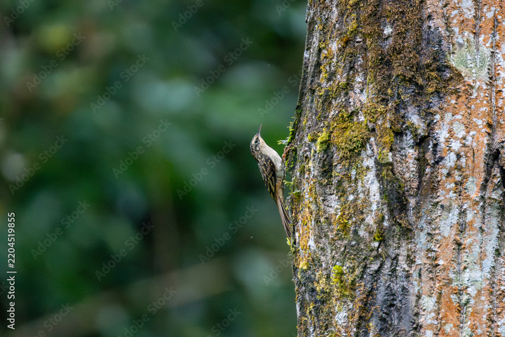 Obraz premium Sikkim Treecreeper (Certhia discolor) climbing along a tree trunk in its characteristic treecreeper behavior, searching for insects beneath the bark. 