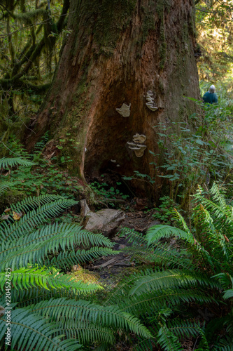 Mossy Forest of Pacific Northwest, Washington