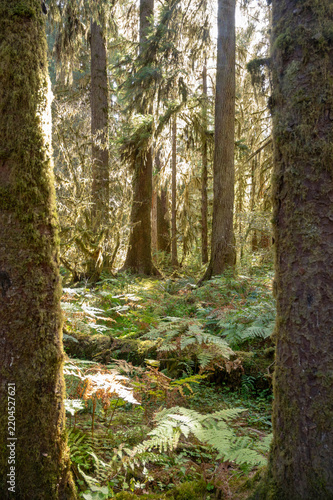 Mossy Forest of Pacific Northwest, Washington