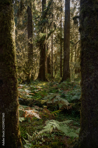 Mossy Forest of Pacific Northwest, Washington