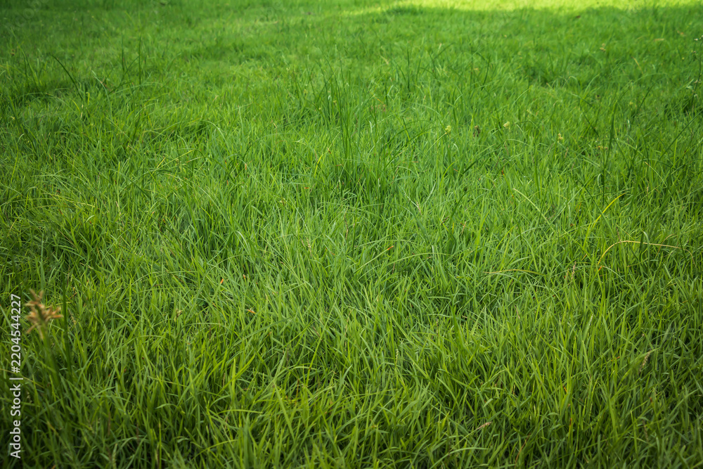 Fototapeta premium beautiful fresh green grass for wallpaper and backdrop