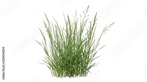 Isolated Wild Green Grass Blades Asset Cutout for Archviz Render
