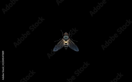 Small Black Fly with Transparent Wings Flying Isolated Against a Dark Background