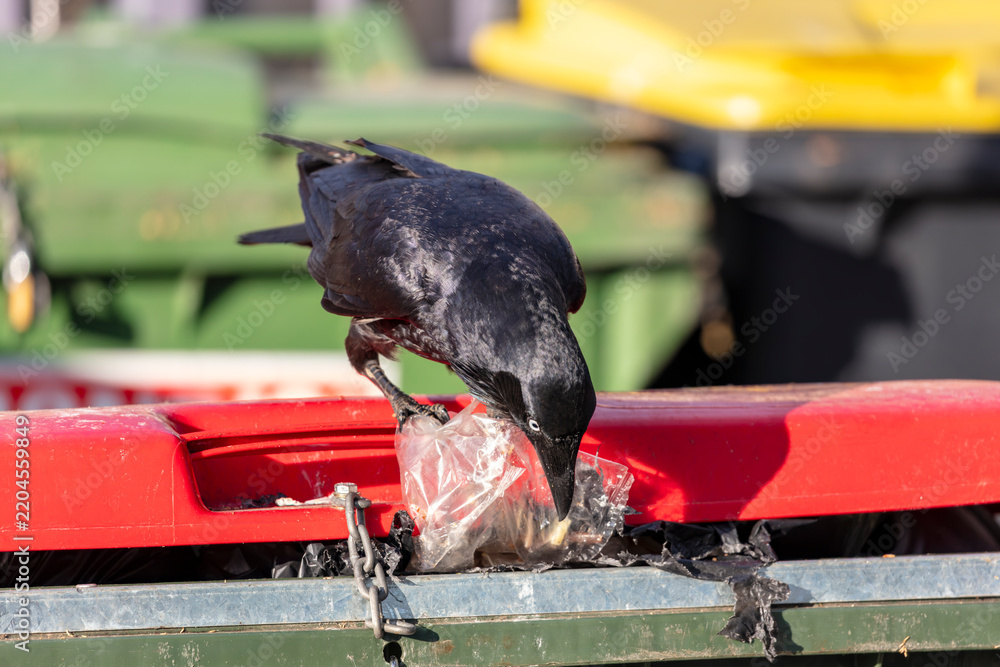 Obraz premium Photograph of an Australian Raven black bird scavenging for food while standing on the lid of a large rubbish bin in a carpark in the Western Sydney town of Penrith in New South Wales, Australia
