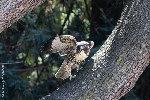 juvenile red-tailed hawk opening wings 