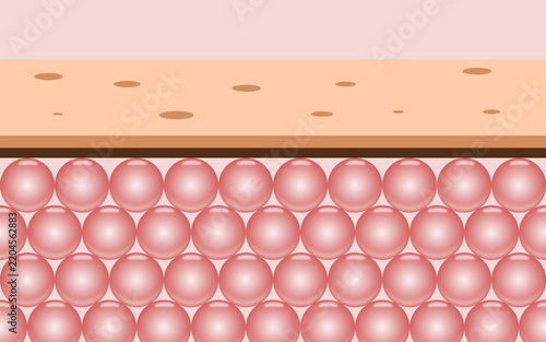 Skin Structure Highlighting Pink Epidermal Cells