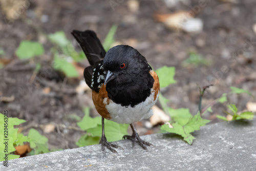 spotted towhee with colorful feathers