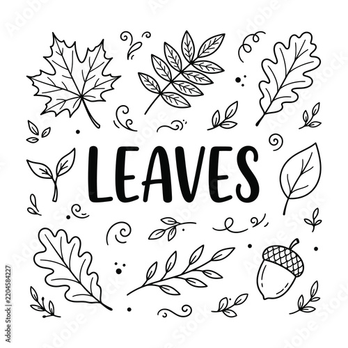 Hand Drawn Leaves and Acorn Collection with Decorative Foliage Botanical Elements