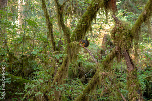 Mossy Forest of Pacific Northwest, Washington