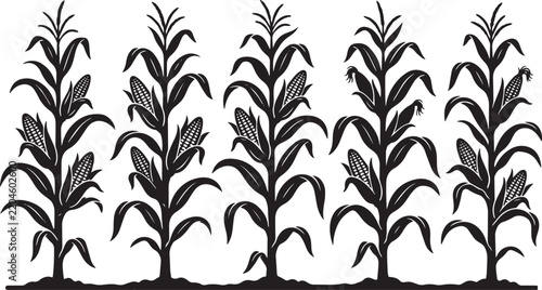 Black Corn Plants Silhouette with Ears and Leaves Isolated on White Background