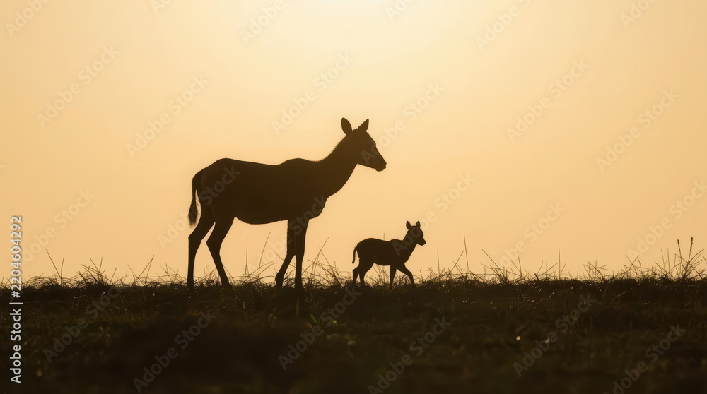 Fototapeta premium Mother deer and fawn silhouette at sunset in grassy field
