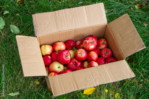 Fresh harvested red apples packed in a carton box outdoors on green lawn grass. Organic farming harvest, fruit delivery, and autumn seasonal agricultural products concept.