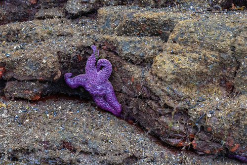 Фотография Ochre Sea Star on a rock at low tide