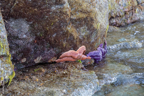 Фотография Sea Stars clinging to wet rocks at low tide