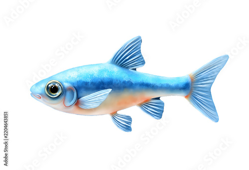 fish isolated on white