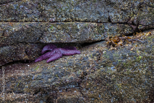 Pacific Northwest Marine Life